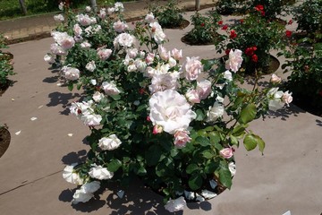 五月のバラ園