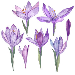 Crocus flowers isolated on white. For romantic and season design, announcements, greeting cards, posters, advertisement.