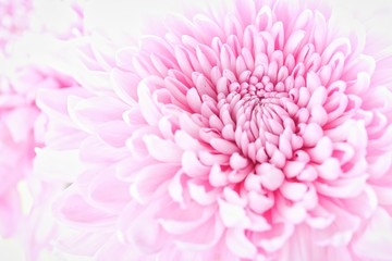 Pink Chrysanthemum Flower