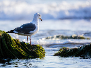 Seagull and a Wave