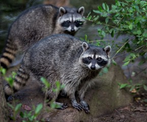 Cute Raccoons