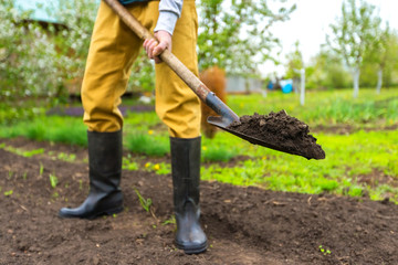 Gardener is digging soil with a shovel at spring green outdoors background.