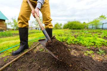 Mature gardener is digging soil with a shovel at spring green rural outdoors background.