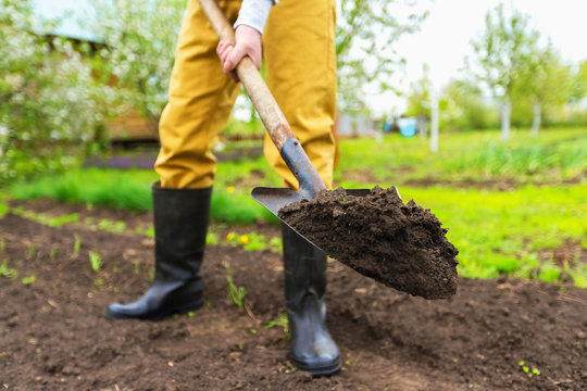 A Farmer Is Digging Soil With A Shovel At Spring Green Outdoors Background.