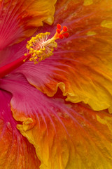 Panele Szklane Podświetlane  Kolorowy hibiskus
