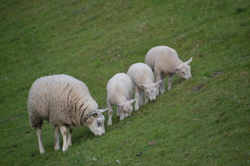 Naklejka na ściany i meble Mother Sheep And Lambs