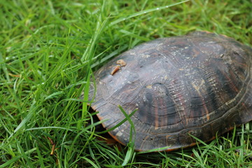 Turtle sleeping by the water