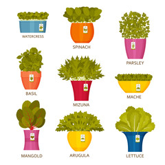 Indoor gardening icons with lettuce. Vector illustration.
