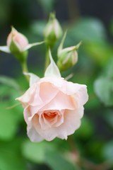 ギヨローズ　ザビエル・デ・フライシネッテ