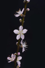 cherry blossom sakura on black