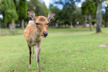 Lovely Deer in the park