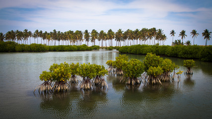 Plans growing in the water