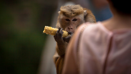 Monkey eating corn