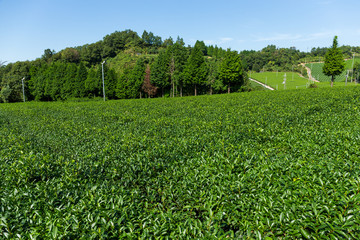 Fototapeta na wymiar Fresh tea farm