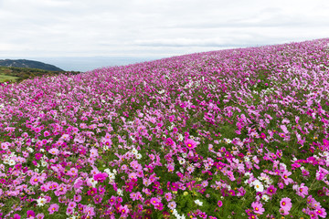 Fototapeta premium Cosmos field