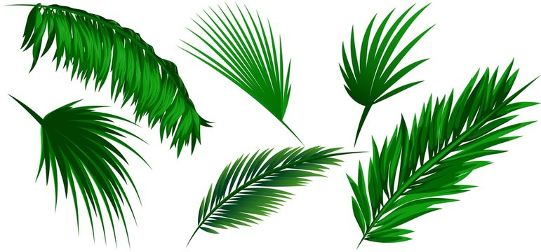 Set of coconut leaves on white background