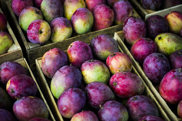 Alimentos de la tierra