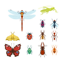 Colorful insects icons isolated wildlife wing detail summer bugs wild vector illustration