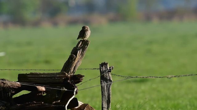 Steinkauz am Rand einer Wiese, Mai