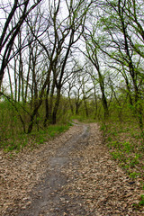 Fototapeta na wymiar Footpath in spring green forest