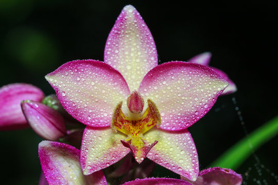 Orchids, Beautiful Orchids, Orchids from Thailand.
