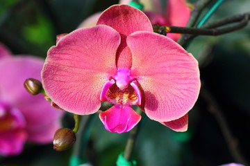 Orchids, Beautiful Orchids, Orchids from Thailand.
