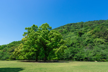 芝生広場の大木　栗林公園(香川県)