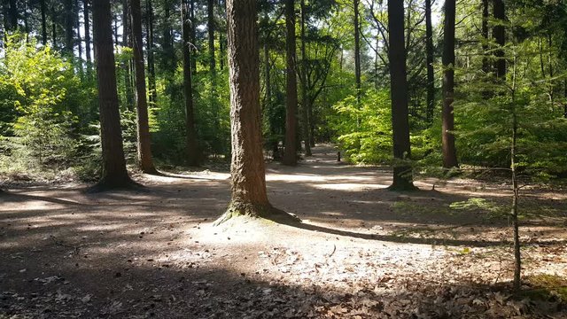 Forest at the National Park in Nijverdal