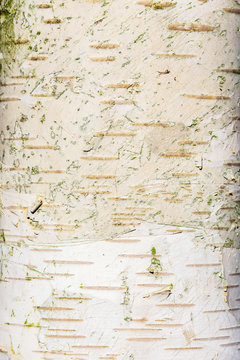 Detail of white birch trunk