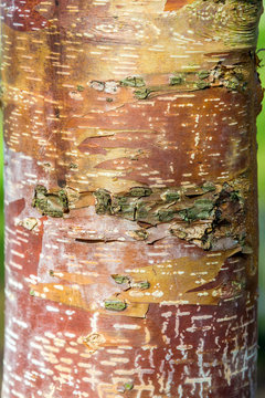 Detail of brown trunk with green background