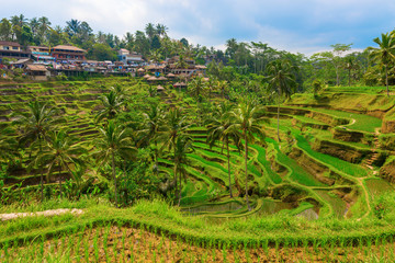 Fototapeta na wymiar Rice terraces of Tegallalanga, Bali, Indonesia