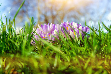 Purple crocus flowers on green meadow in spring