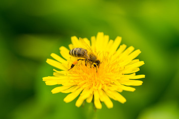 Bee pollinate dandelion