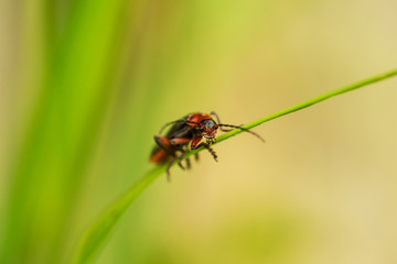 Firefly on grass thread