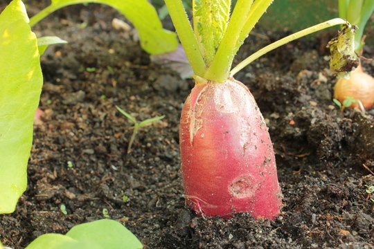 Fr&uuml;her Rettisch Feld Anbau Acker Beet Boden 