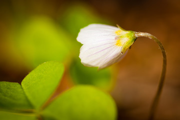 Small White Flower Anemone On Blurred Background Of Green Leaves In Spring Forest Close Up.