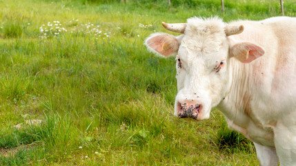 Annoying flies at the eyes and on the nose of a white cow