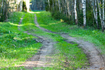 Spring Landscape Road In Forest. Blurred Background.