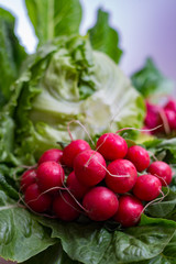 Fresh ingredients for healthy salad – red radish and green lettuce