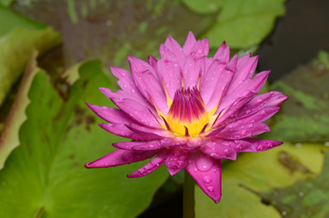 Pink Lotus.