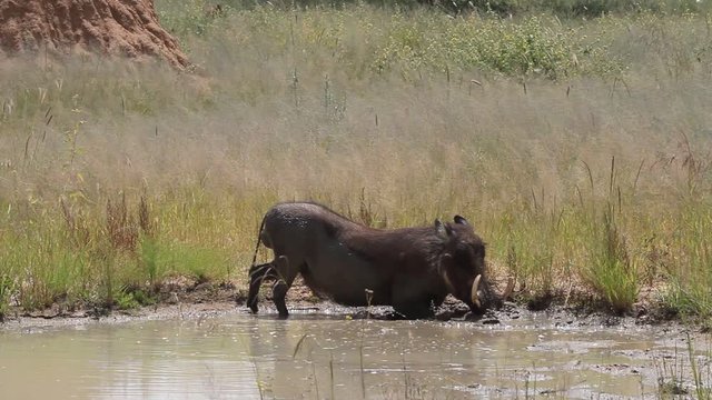 Warthog bathing in a mud hole, Etosha National Park, Namibia, Africa
