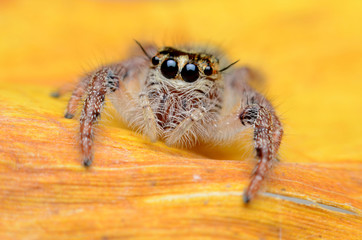 Jumping Spider.