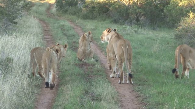 Group lions