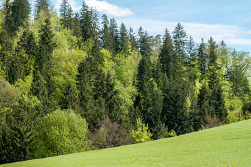 Fototapeta na wymiar green field fir tree forest blue sky