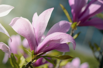 Soft focus image of beautiful pink magnolia flowers under sun light. Beautiful spring season background