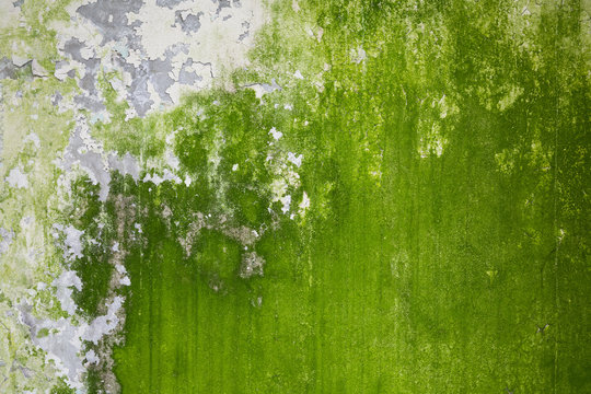 mossy wall texture