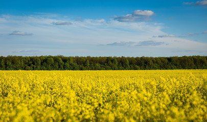 Fototapeta premium Rape meadow under blue sky,Golden rape field with cloudy sky,Yellow oilseed rape field,golden field of flowering rapeseed -brassica napus-plant for green energy and oil industry