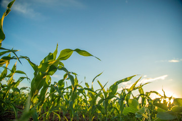 sorgo milho cana