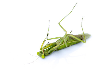 Image of a green mantis on white background. Insect.