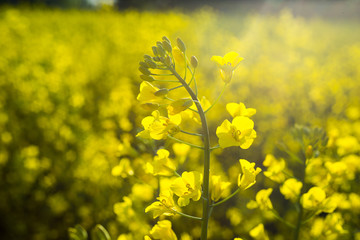 Obraz premium Rapeseed field, Blooming canola flowers close up. Rape on the field in summer. Bright Yellow rapeseed oil. Flowering rapeseed,Rapeseed field in sunset,Yellow oilseed rape flower (differential focus)